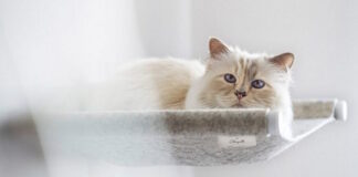 cat lagerfeld apempe 23 10 2020 1200x630.jpg