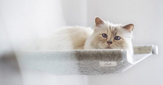 cat lagerfeld apempe 23 10 2020 1200x630.jpg cat lagerfeld apempe 23 10 2020 1200x630.jpg