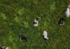 cows 18052026 1200x630.jpg
