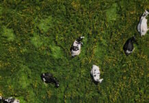 cows 18052026 1200x630.jpg