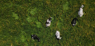cows 18052026 1200x630.jpg