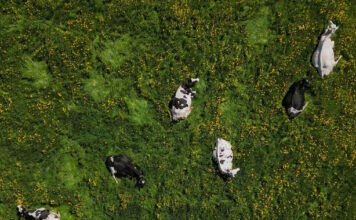 cows 18052026 1200x630.jpg