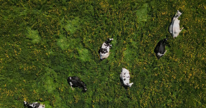 cows 18052026 1200x630.jpg