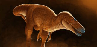 dinosaur 11062025 1200x630.jpg