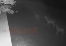 elafia pyrgos 1200x630.jpg