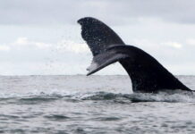 falaina ape 1200x630.jpg
