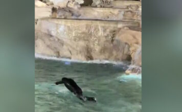 fontana nti trevi 1200x630.jpg