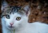 gata 1200x630.jpg