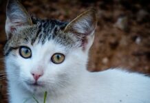 gata 1200x630.jpg