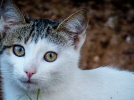 gata 1200x630.jpg