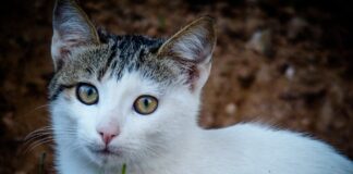 gata 1200x630.jpg