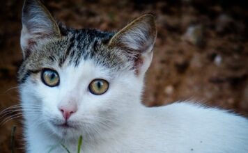 gata 1200x630.jpg