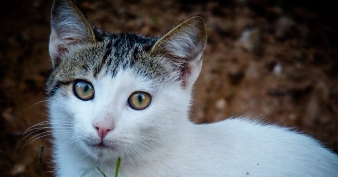 gata 1200x630.jpg