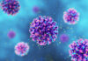 hantavirus argentini.jpg