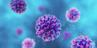 hantavirus argentini.jpg