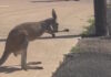 kangaroo 27052026 1200x630.jpg