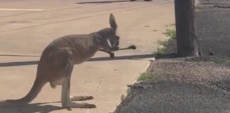 kangaroo 27052026 1200x630.jpg
