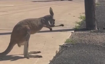 kangaroo 27052026 1200x630.jpg