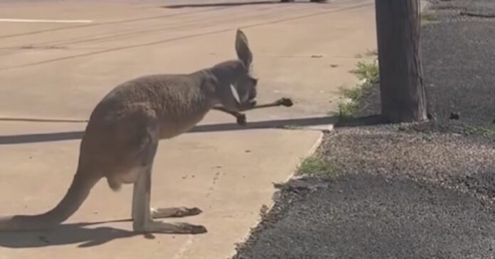 kangaroo 27052026 1200x630.jpg