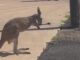 kangaroo 27052026 1200x630.jpg
