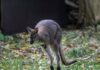 kangaroo ap24296474193082 1 1200x630.jpg