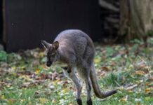 kangaroo ap24296474193082 1 1200x630.jpg