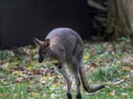 Καγκουρό στο Βέλγιο διέκοψε για μία ώρα την κυκλοφορία τρένων kangaroo ap24296474193082 1 1200x630.jpg