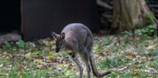 kangaroo ap24296474193082 1 1200x630.jpg
