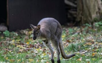 kangaroo ap24296474193082 1 1200x630.jpg