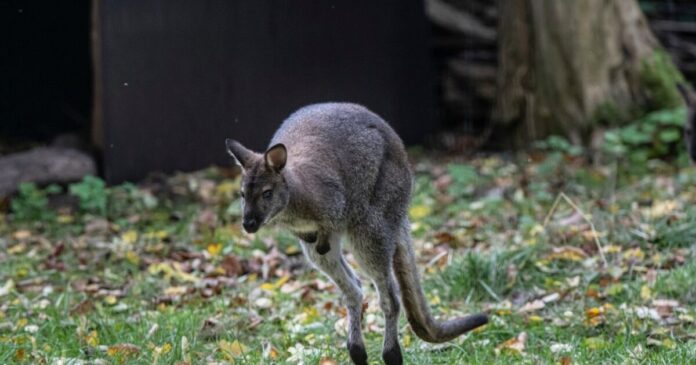 kangaroo ap24296474193082 1 1200x630.jpg