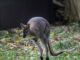 kangaroo ap24296474193082 1 1200x630.jpg