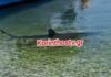 karxarias korinthostv 1200x630.jpg
