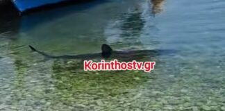 karxarias korinthostv 1200x630.jpg