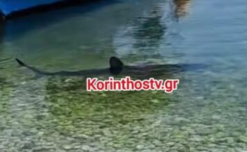 karxarias korinthostv 1200x630.jpg