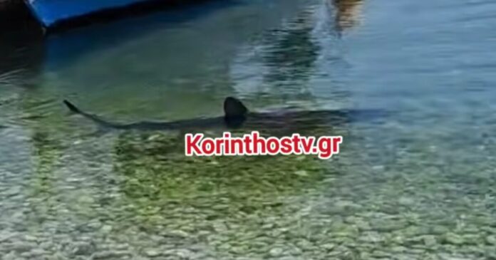 karxarias korinthostv 1200x630.jpg