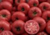 ntomates 1200x630.jpg