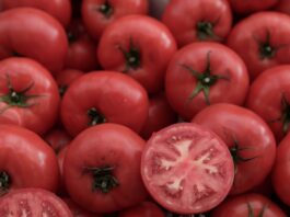 ntomates 1200x630.jpg