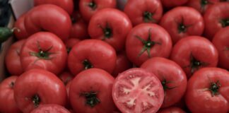 ntomates 1200x630.jpg