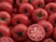 ntomates 1200x630.jpg