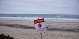 shark attack reuters 1200x630.jpg