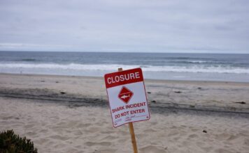 shark attack reuters 1200x630.jpg