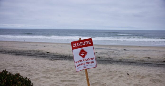 shark attack reuters 1200x630.jpg