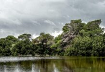 strofilia 1 1200x630.jpg