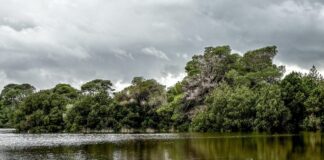 strofilia 1 1200x630.jpg