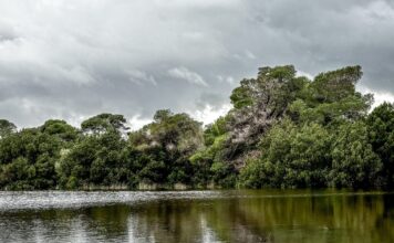 strofilia 1 1200x630.jpg