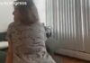 twerking 1200x630.jpg