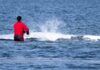 whale 1200x630.jpg