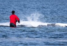 whale 1200x630.jpg