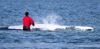 whale 1200x630.jpg