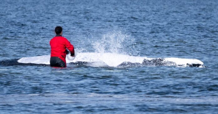 whale 1200x630.jpg